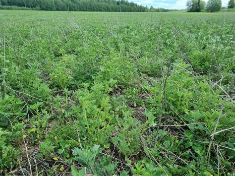 valge mesikas mahe eeriksaare oue