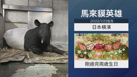 日馬來貘來台交流死亡 北市動物園：將解剖釐清死因