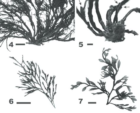 Cystoseira bosphorica, Bulgaria. 4. H8268, detail of the basis. 5 ...