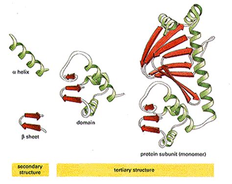 What Is The Difference Between Protein Domains And Subunits Rchemhelp