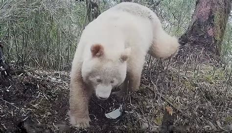 The Rare Albino Panda Sighting In China And It’s The Only One Of Its ...