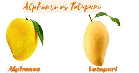 Alphonso Vs Totapuri |Which is the best variety?- ABC Fruits