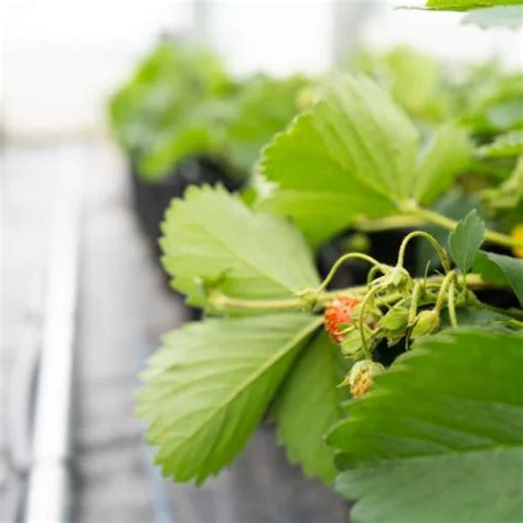 Million Dollar Hydroponic Blueprint Collège Boréal Spearheads Arctic