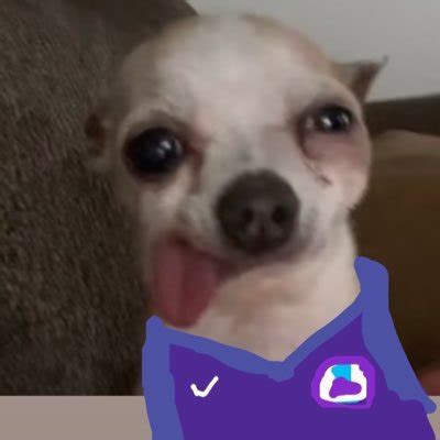 Dog Sticking Out Tongue Meme