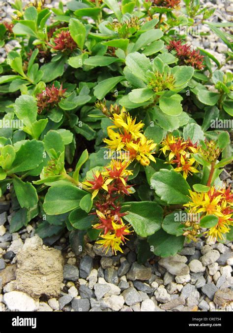 Kamchatka Stonecrop Sedum Kamtschaticum Blooming Stock Photo Alamy