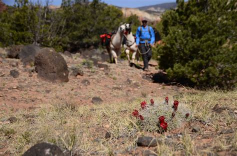 The Traveler Wilderness Ridge Trail Llamas