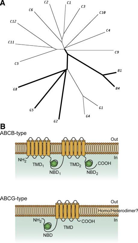 Phylogenetic Tree And Domain Arrangement Of The Human Abc Transporter