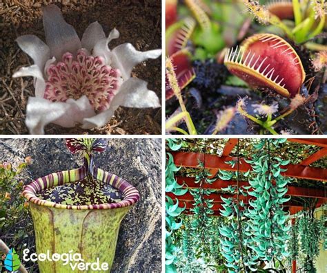 20 plantas en peligro de extinción y sus causas Con fotos