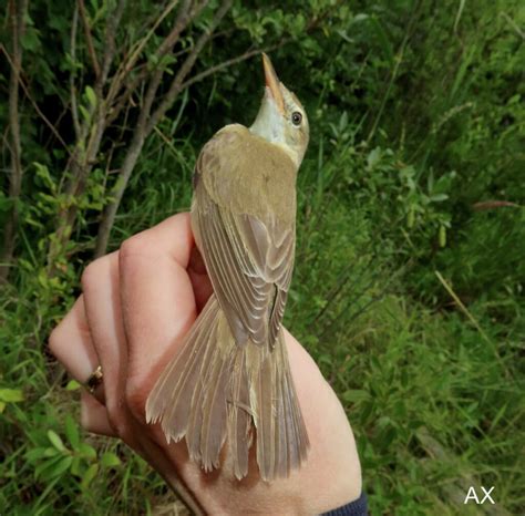 kärrsångare Acrocephalus palustris marsch warbler Axart birds