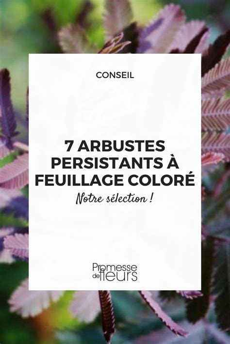 Arbustes Persistants Feuillage Color Promesse De Fleurs