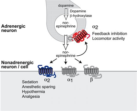 Genetic Dissection Of α2 Adrenoceptor Functions In Adrenergic Versus