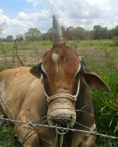 A Bullicorn Bull With Single Horn Exists In Brazil And It Is