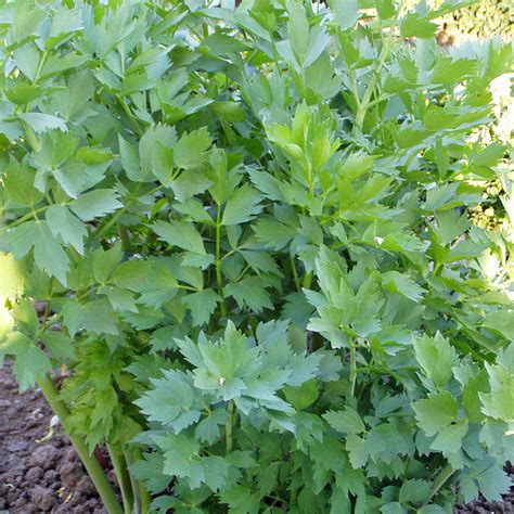 Liebstöckel Maggikraut Native Plants Pflanzenversand