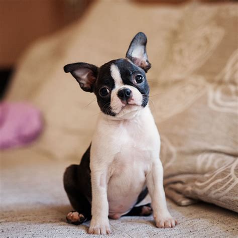 #1 | Boston Terrier Puppies For Sale By Uptown Puppies