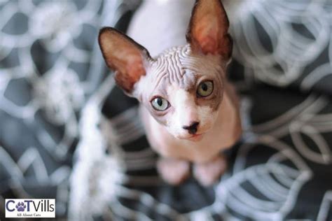 Minskin Cat Breed (Personality, Traits & More Amazing Facts)