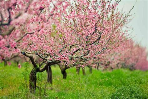 El Florecimiento Del Rbol De Durazno Una Maravilla De La Naturaleza