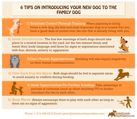 How Do You Introduce A New Dog Into Your Home With Other Dogs