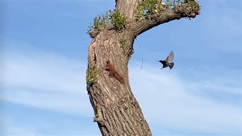 Spreeuwen Jagen Eekhoorn Weg Zelf Geschoten Vroege Vogels BNNVARA