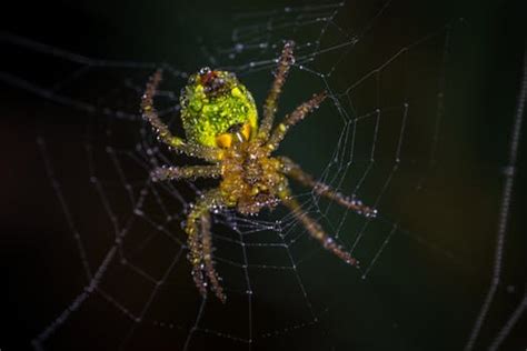 Fear of Spiders - Nancy Windheart | Animal Communication and Reiki for ...