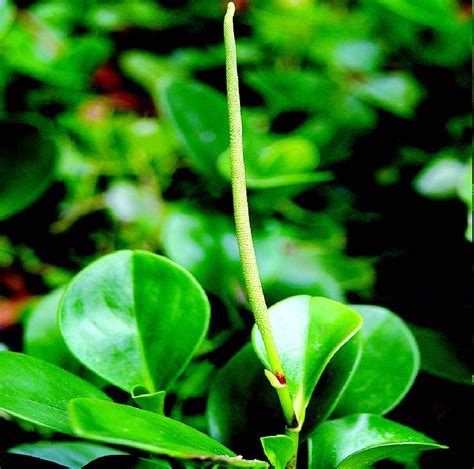 豆瓣绿 药用植物花谱 图片