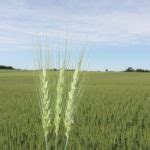 Blaze Soft Red Winter Wheat Ontario C M Seeds