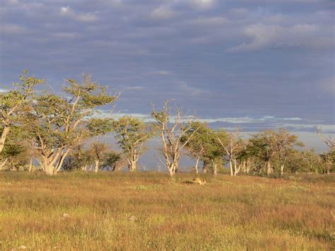 Grassland biome animals in australia information | Zoo Animals