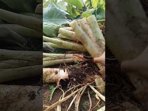 Panen Talas Bogor Luar Biasa Melimpah Taro Harvest Youtube