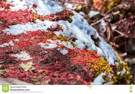 Closeup Detail Of The Red Moss Grown On Rocks Stock Image Image Of