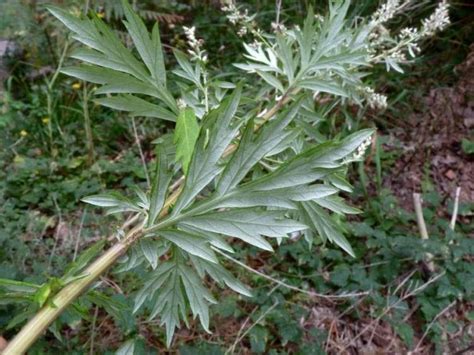 Artemisia Verlotiorum Alchetron The Free Social Encyclopedia