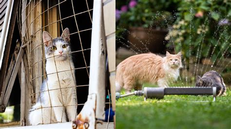 8 Methoden Um Katzen Aus Ihrem Garten Fernzuhalten