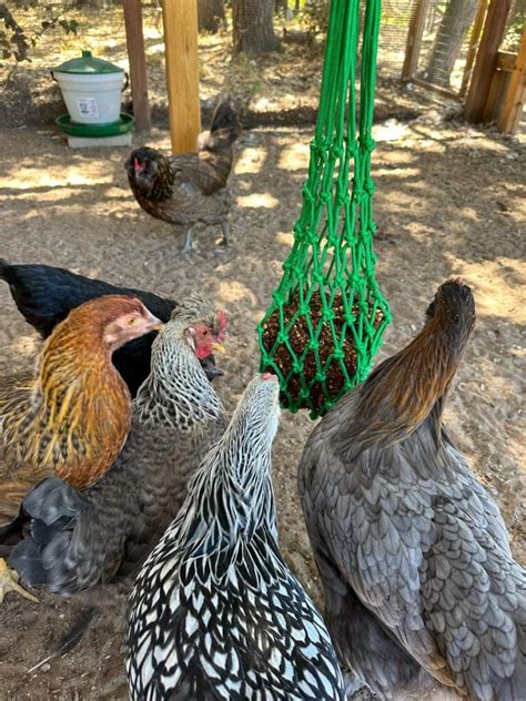 Best Diy Flock Block Recipe How To Make A Chicken Treat Block