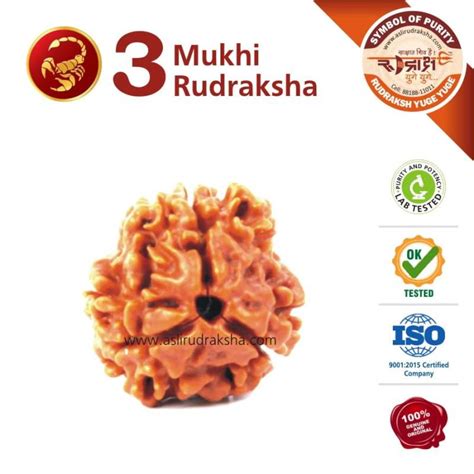 Vrsihchik Rashi Rudraksha 3 Face Lab Tested Certified 100 Original