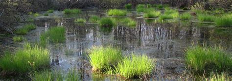 Vernal Pool Ecology