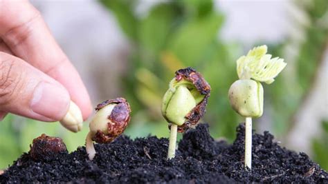 Stages Of Eggplant Growing Below The Ground