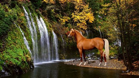 Autumn Horse Wallpapers Top Free Autumn Horse Backgrounds