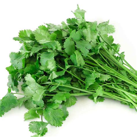 Cilantro Seeds Coriandrum Sativum Santo Herb Seed