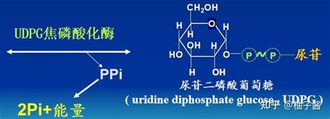 糖原的分解合成代谢 知乎