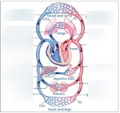 systemic circulation Diagram | Quizlet