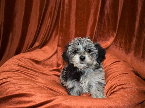 Yorkie-Poo-DOG-Female-Merle-3378509-Petland Dunwoody