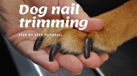 How To Correctly Trim A Dogs Nails At Nicholas Dearing Blog