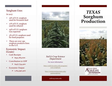 Texas Sorghum Production Texas Row Crops Newsletter