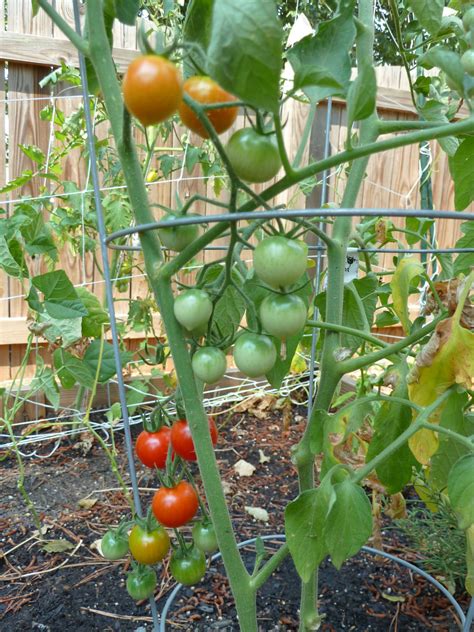 Cherry Tomato Plants