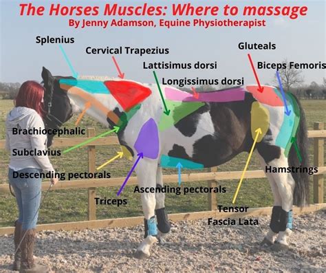 How To Massage Your Horse Online Course