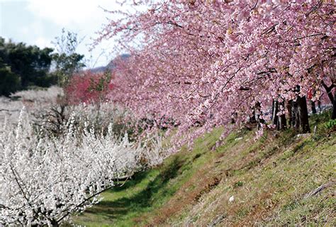 一足早く春告げる 河津桜の意外な名所！？ 朝日ぐんま 群馬のコト、知りたくなる Agnext