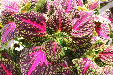 Solenostemon Scutellarioides Main Street La Rambla Coleus Eberts