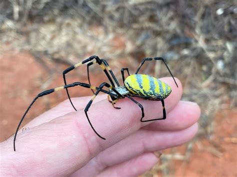 Giant Venomous Flying Spiders With 4 Inch Legs Heading To New York Area