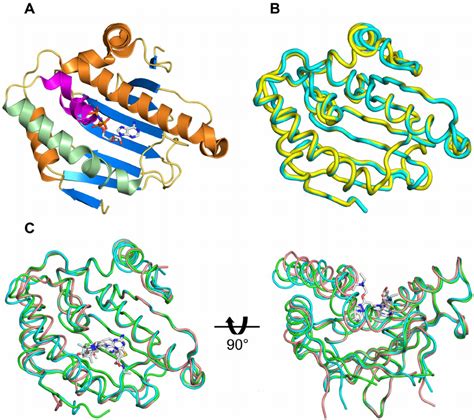 Crystal Structure Of T Brucei Hsp83 NTD A A Cartoon Representation