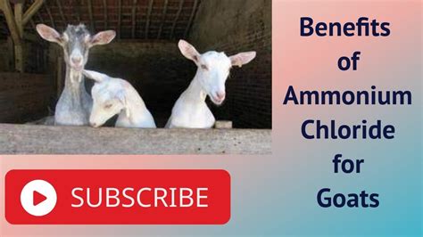 Benefits Of Ammonium Chloride For Goats Youtube