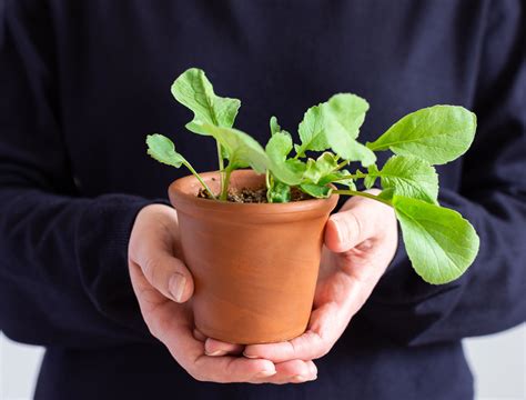 Growing Radishes In Pots Expert Tips For A Successful Harvest