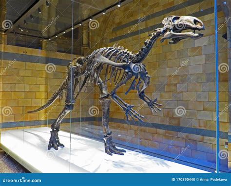 Dinosaur Skeleton, Museum of Natural History, London. United Kingdom of ...